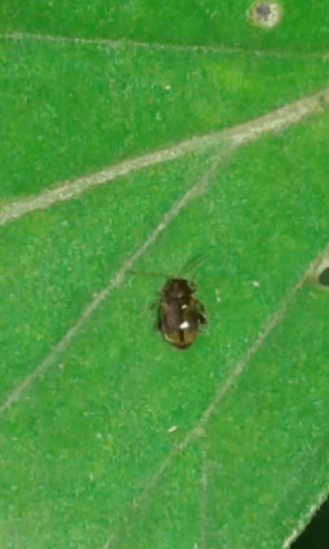 Chrysomelidae Alticini? S, Epithrix hirtipennis